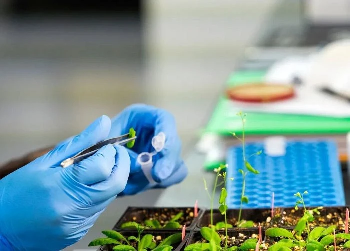 Herbicide Testing high quality