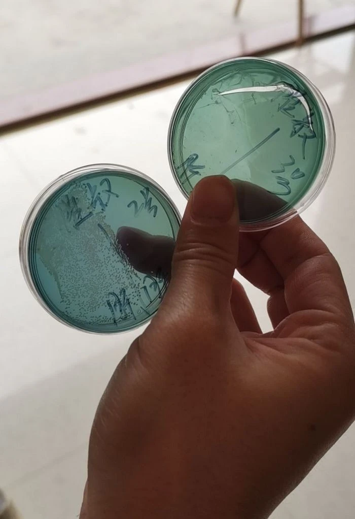 Microbial Testing For Cosmetics high quality